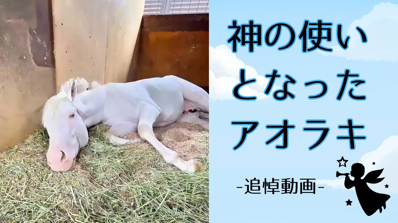 💙1万回感謝💙【アオラキ】追悼動画－長い眠りについた白馬の王子様－