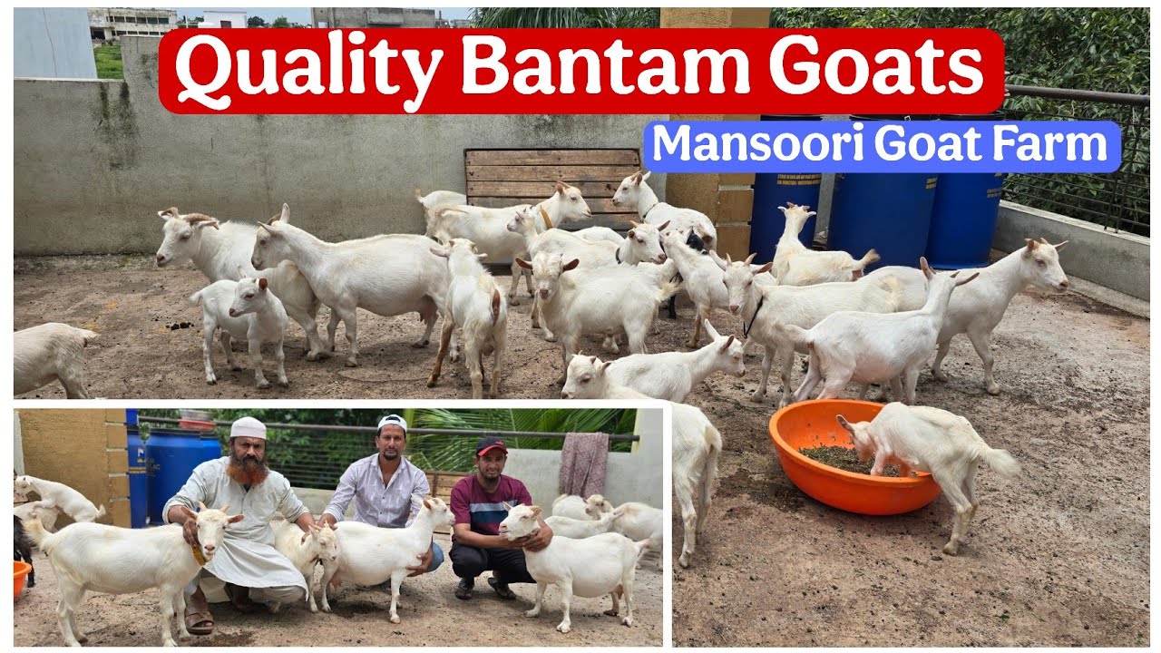 Top Quality Bantam Goats of Mansoori Goat Farm Gangapur Maharashtra 