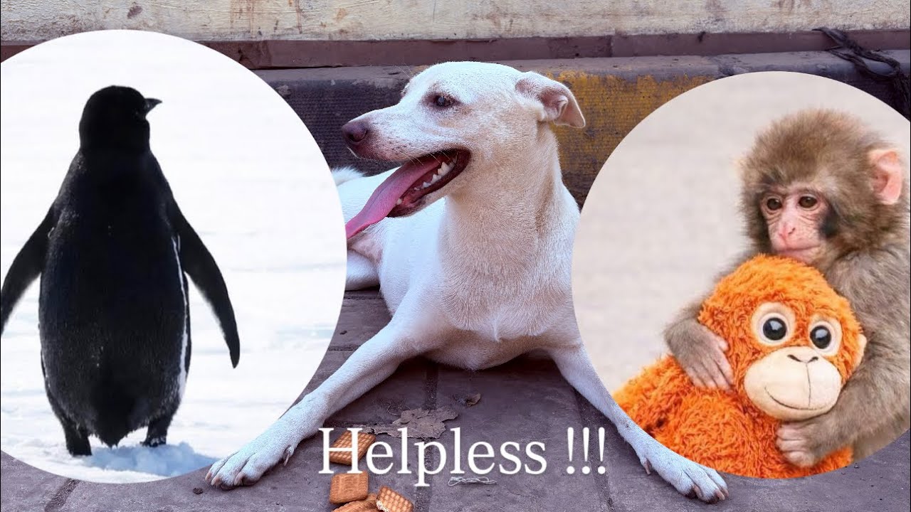 Abandoned Dog Rescue                                                            