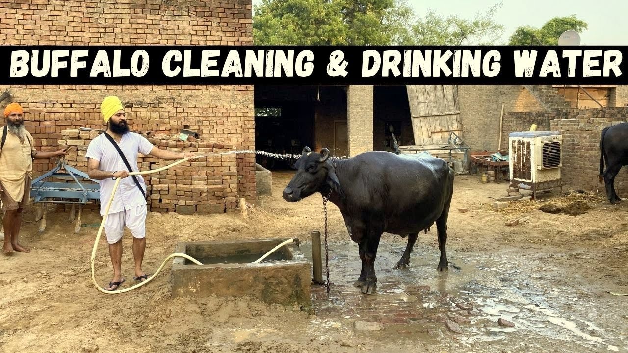 Morning 5AM Routine at Mehak House | Buffalo Cleaning & Drinking Water | Village Life of Punjab