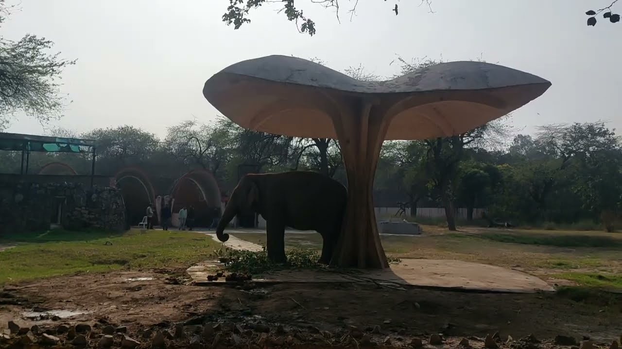 Elephant 🐘 आज इतना बड़ा हाथी देख के डर ही गये हम तो 😨