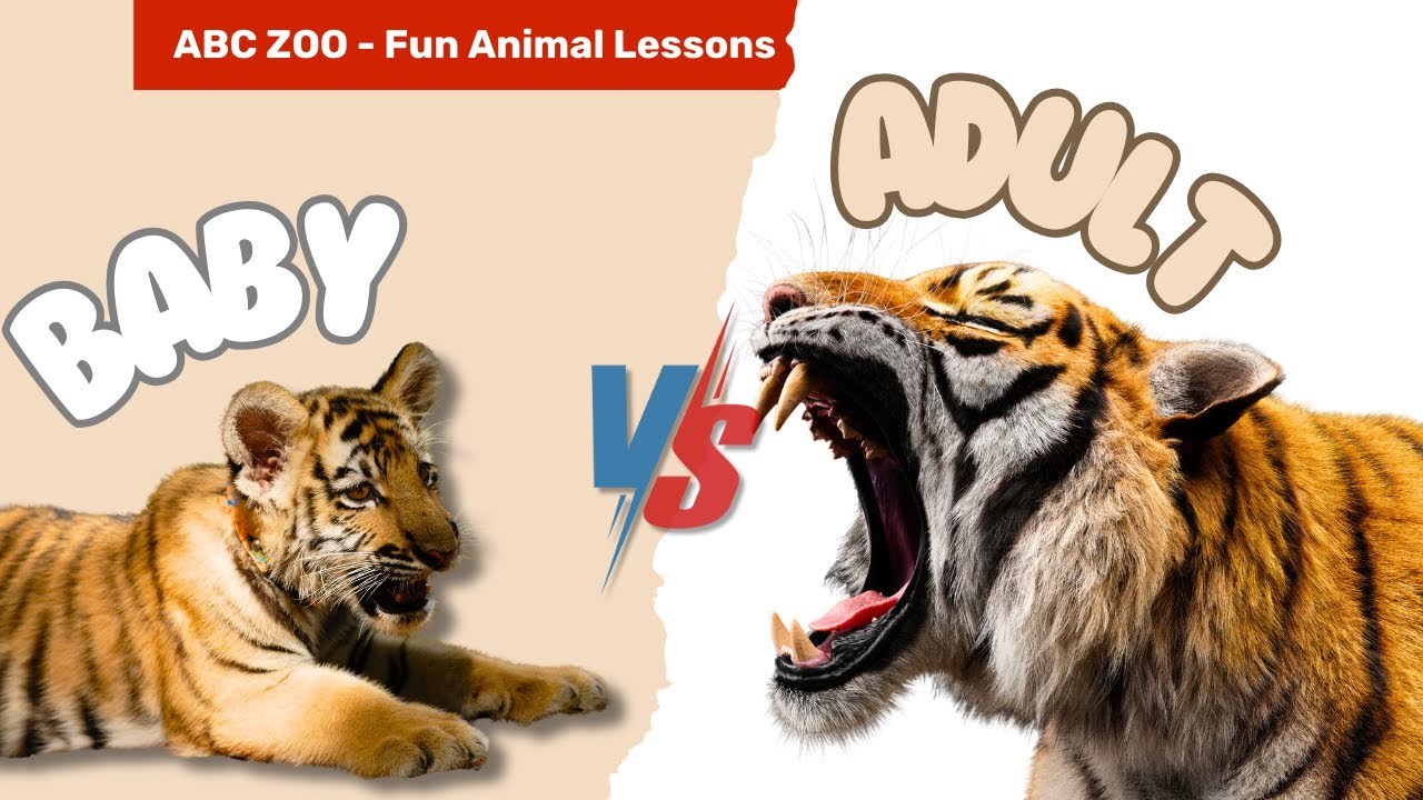 Animals Grow Up: Incredible Changes from Baby to Adult | ABC ZOO Fun Animal Lessons