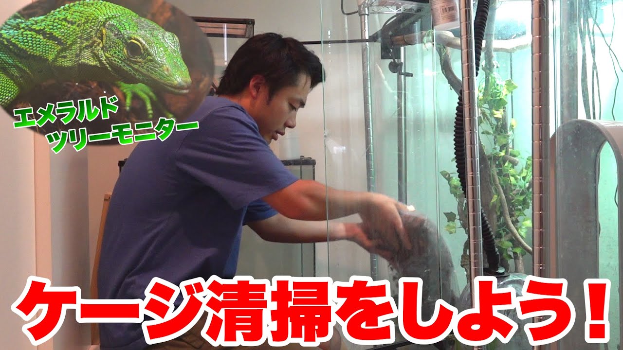 エメラルドツリーモニターのケージ内清掃を致します。