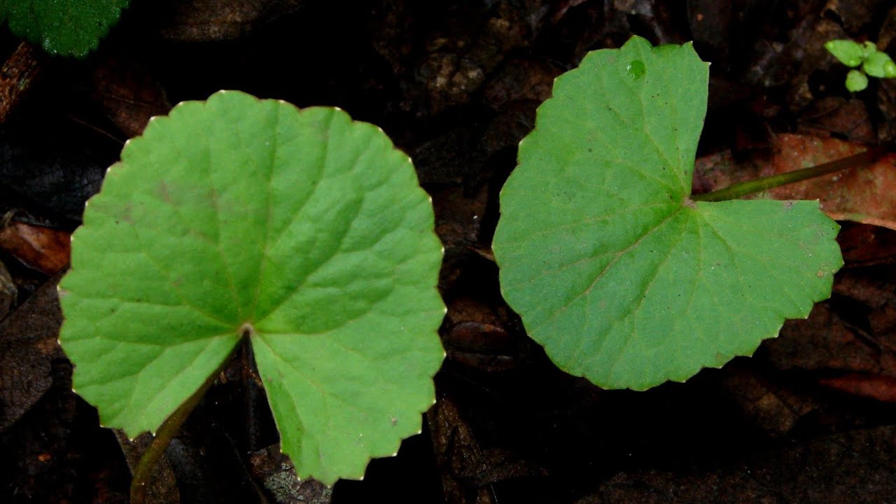 CENTELLA ASIATICA - Prosa Medicinal com Marcos Guião