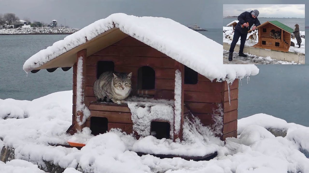 Такой зимы еще не было. Остров, на котором живут кошки, замерз. Кошки?