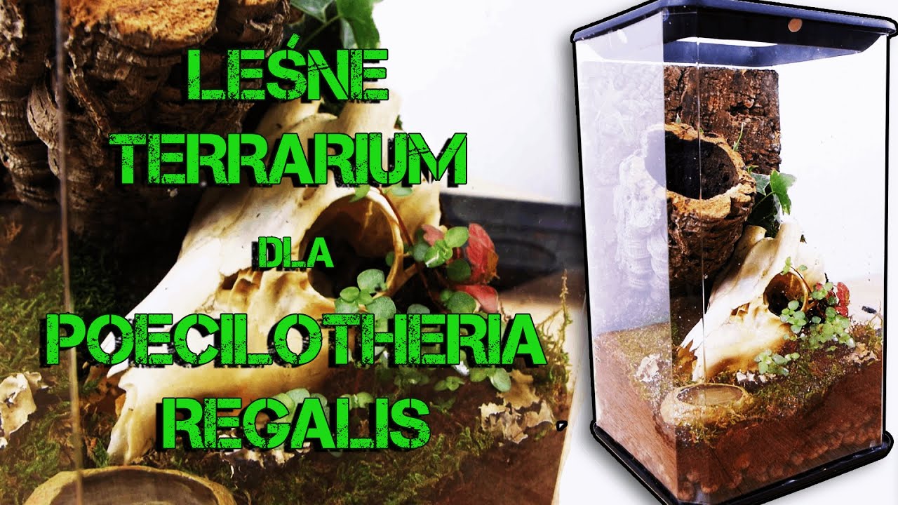 Poecilotheria regalis - aranżacja leśnego terrarium ☠️ Rozwiązanie konkursu!