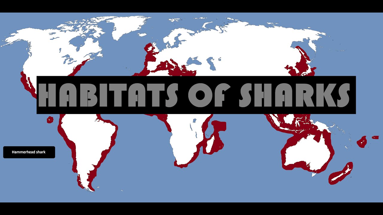 Habitats of Sharks (with map) Where do sharks live ?