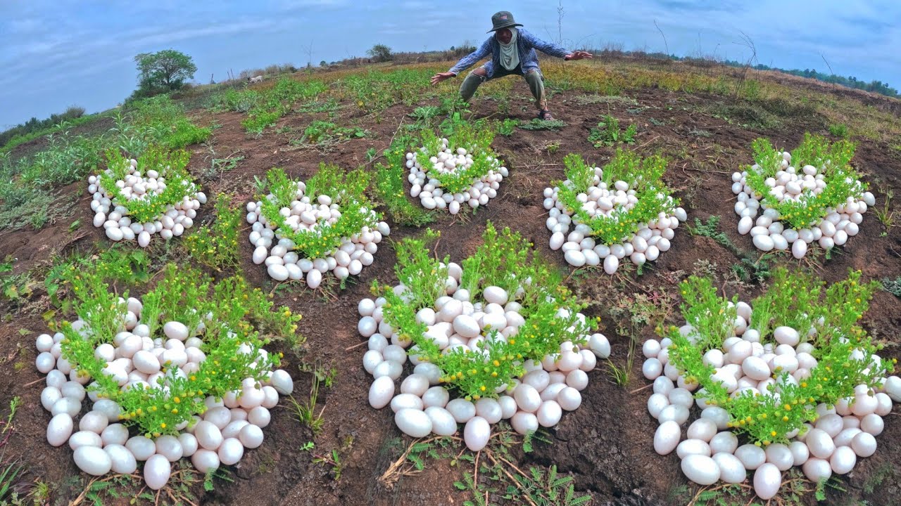 WOW WOW, pick a lot of duck eggs in rice field by hand Farmer skills