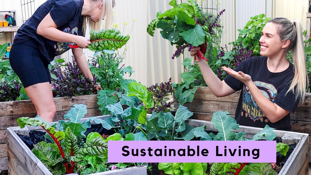 Urban Permaculture Garden Tour // June Update // Perth, Australia
