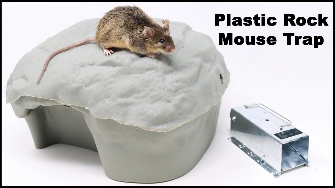 Rodent Rock Mouse Trap. Can You Catch Mice With A Fake Plastic Rock? Mousetrap Monday
