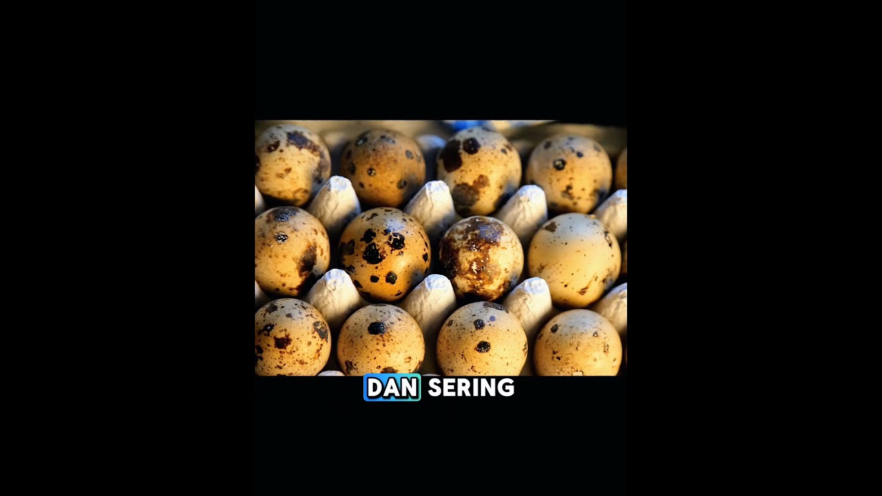 #burung #jalanyangjauhjanganlupapulang