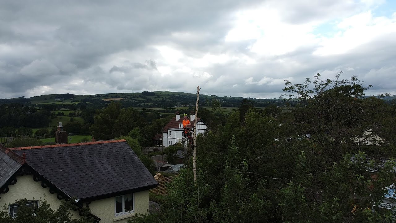 Mid Wales Birch removal using a US Praxis stump machine and a Greenmech cs100