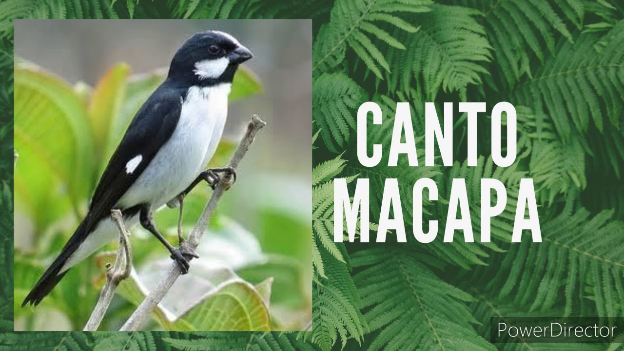 Bigodinho ,canto Macapá