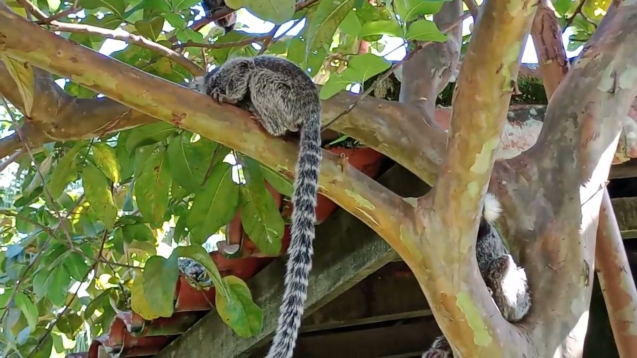 Em Paraty, Os Sagui é Só Diversão(vídeo 244)