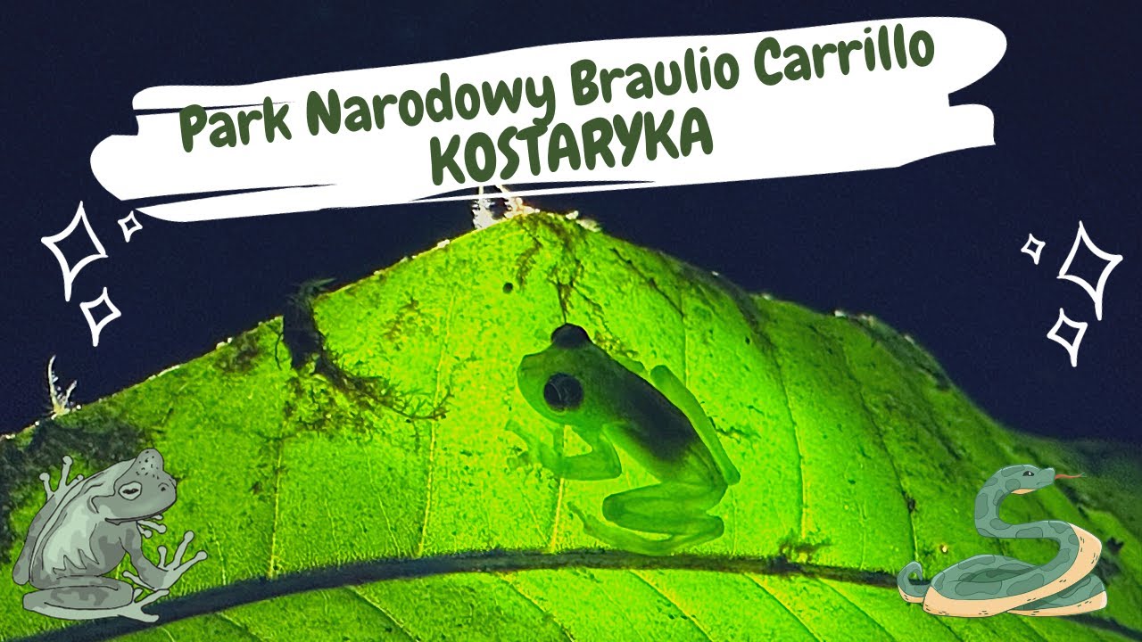 KOSTARYKA🇨🇷 Herping 🦎🐍🐸 w Parku Narodowym Braulio Carrillo 🌳