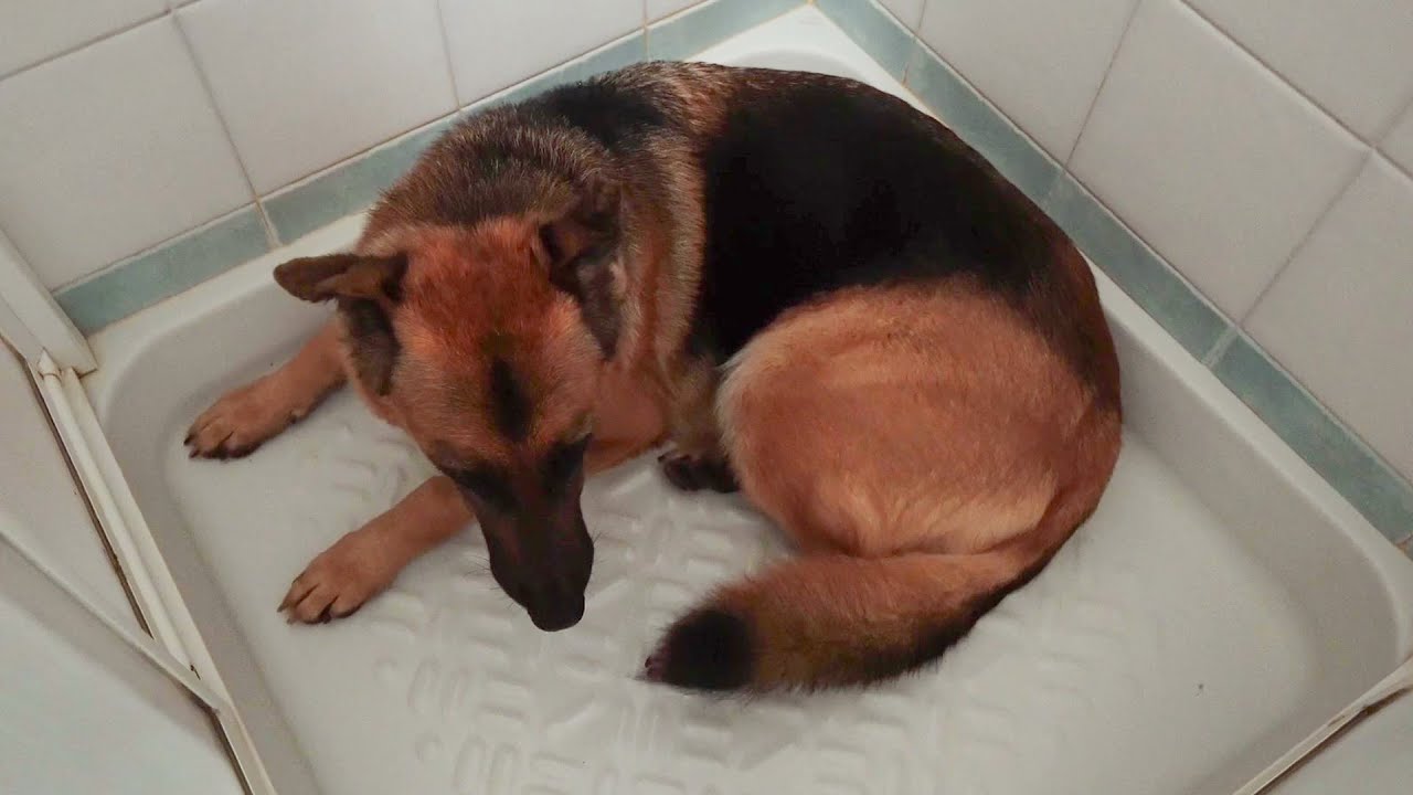Il Nostro Cane ha Paura