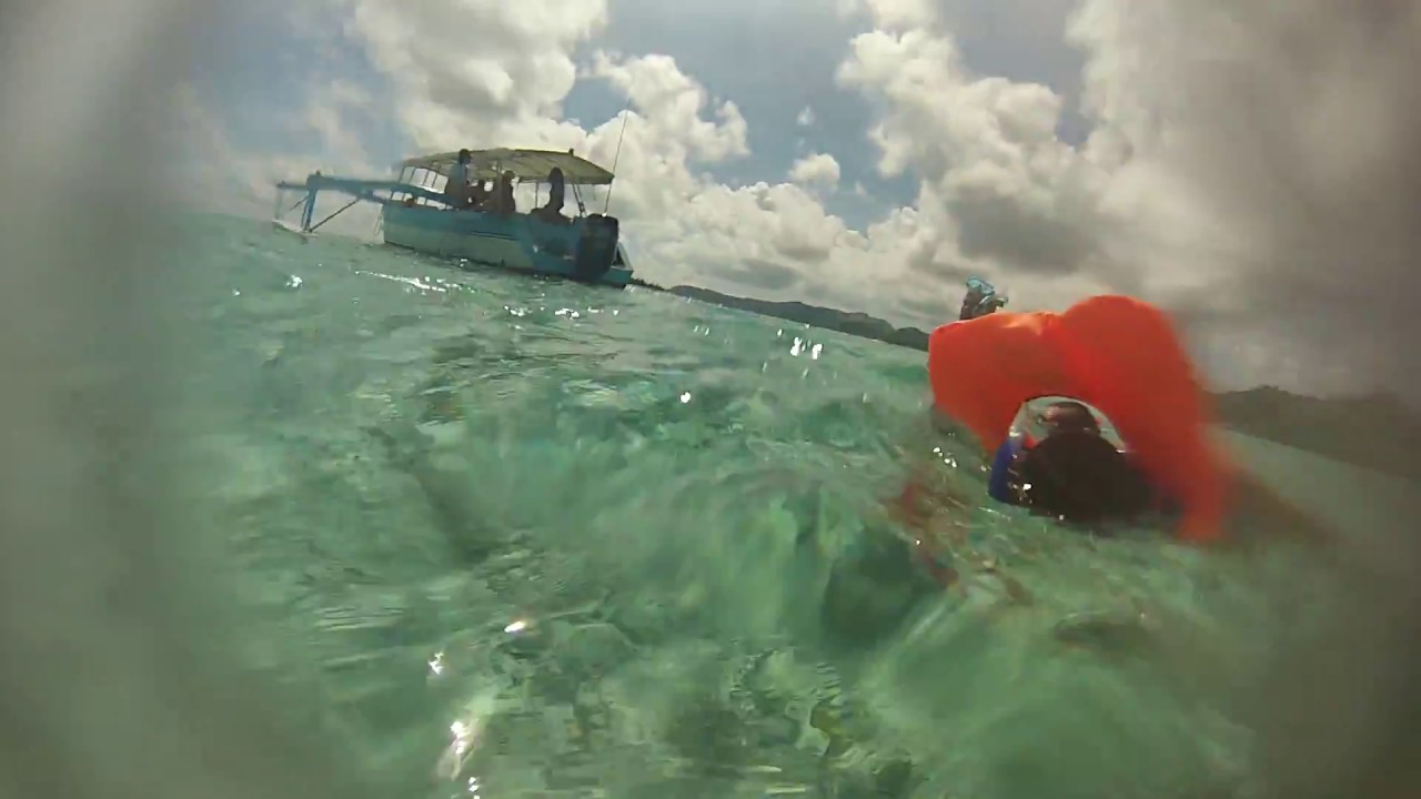 Squali pinna nera e razze, pacifico del sud, maggio 2015