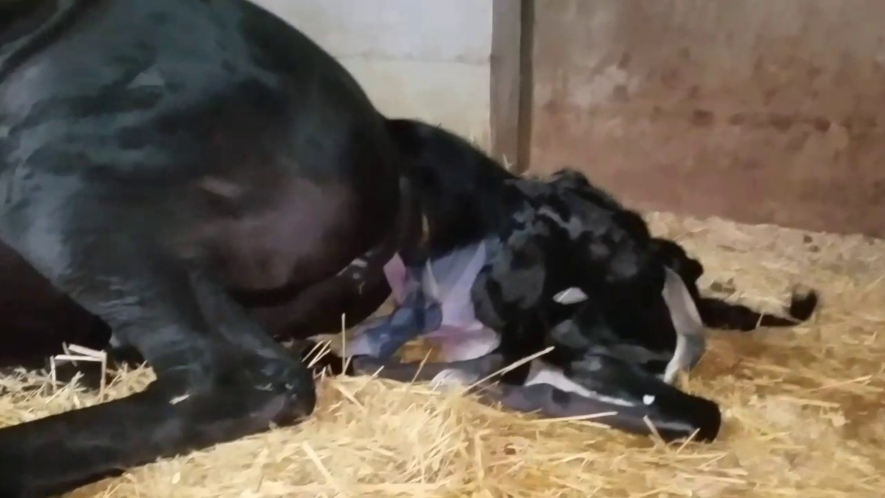 Buffy's Birth