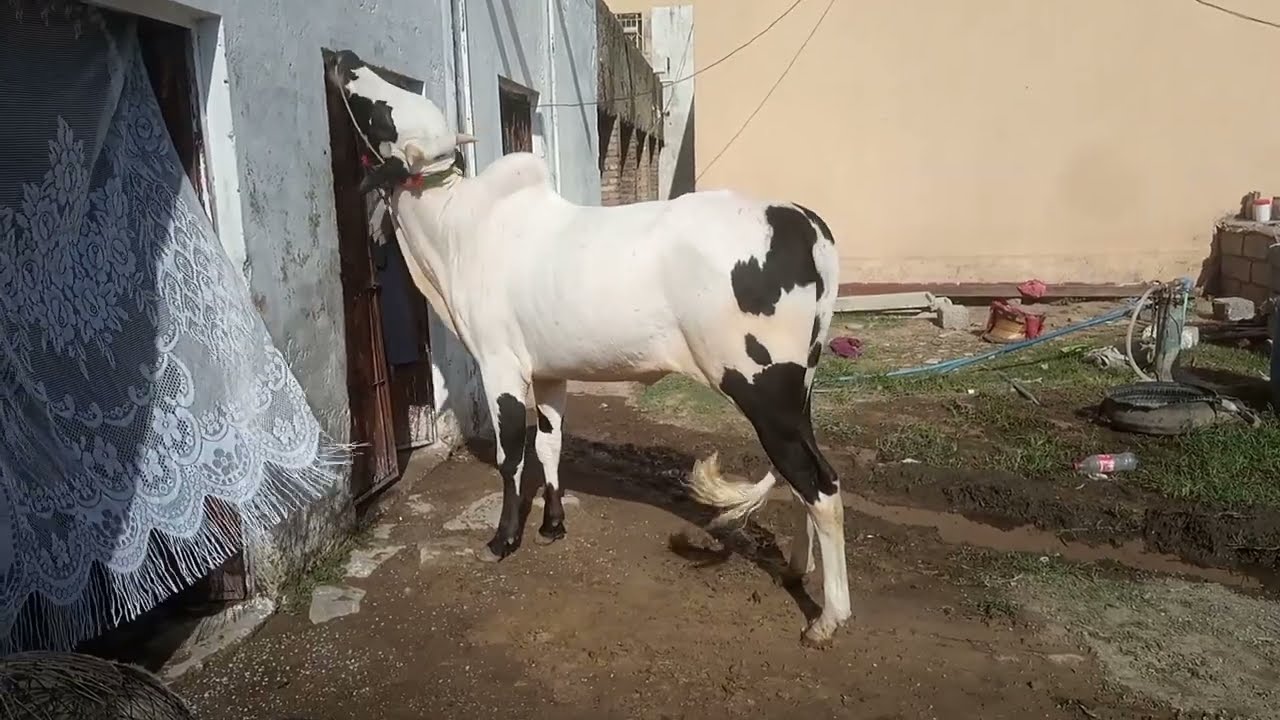 Itne Sastay Fateh jangi Janwar 😳😳  |  Fateh Jangi Bull  |  Bombay Cattle Farm