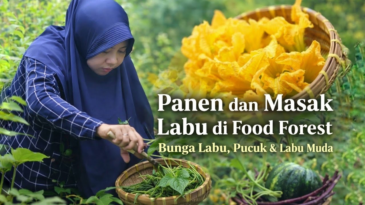 Panen dan Memasak Labu di Food Forest | Bunga Labu, Pucuk & Labu Muda