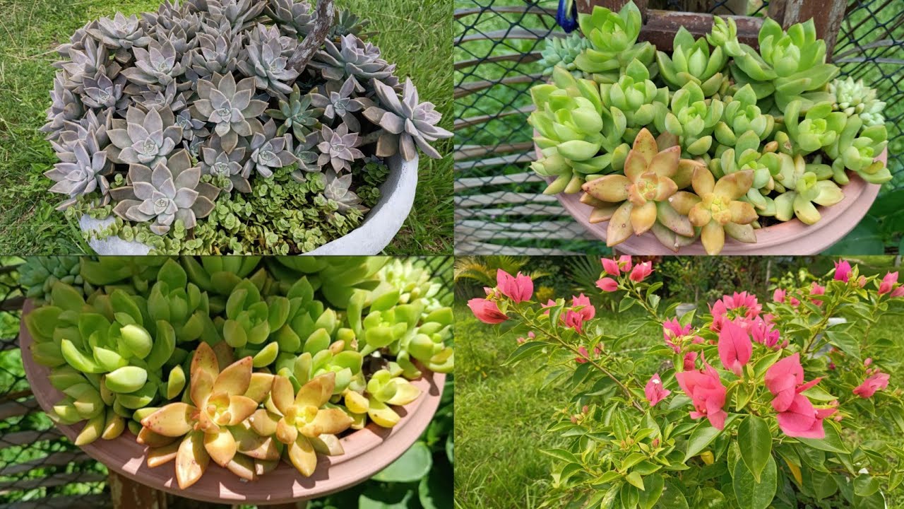 Como deixar suas plantas sempre bonitas,minhas dicas de cultivo na prática.