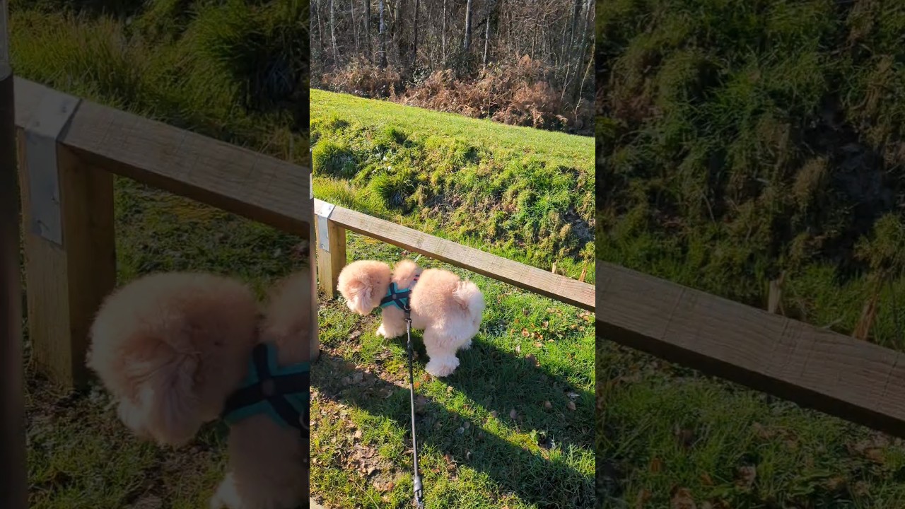 When the sun shines🌞 #shorts #ytshorts #youtubeshorts #youtube #sunshine #dog #viral #trending #love