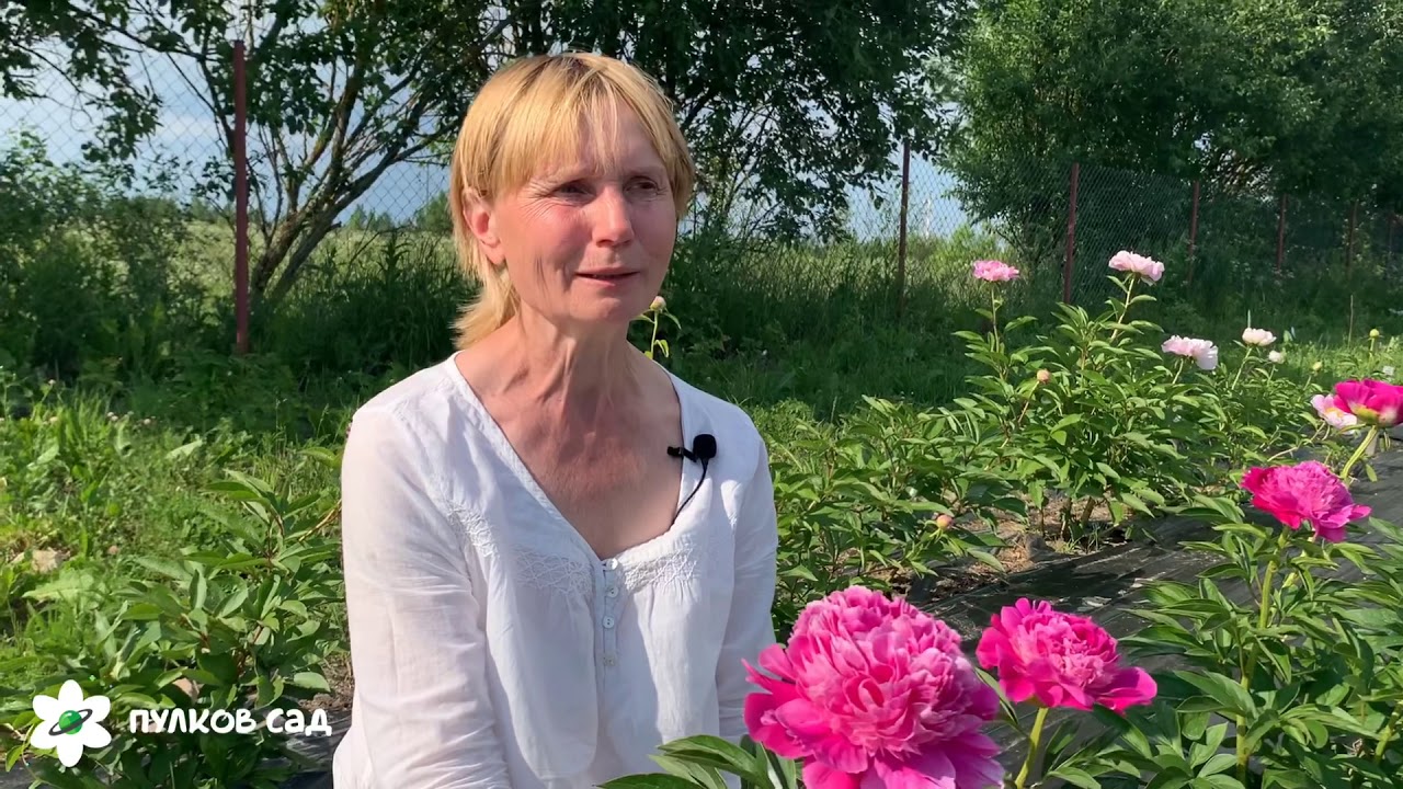 Pink pom pom peony. Пинк пон пон пион
