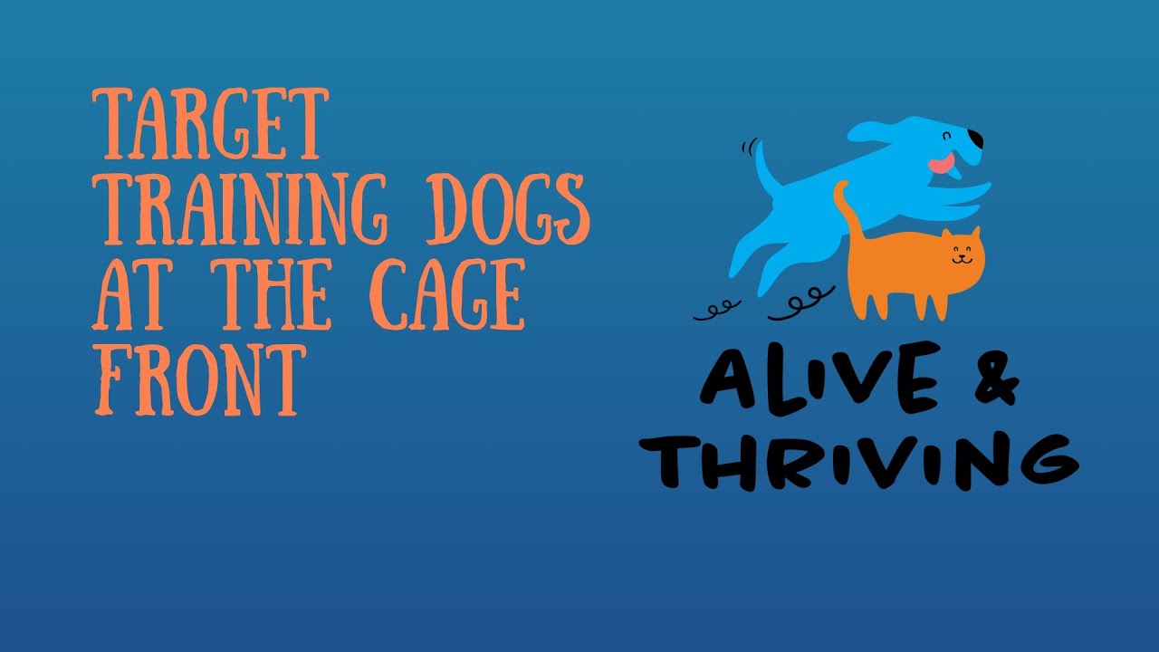 Target Training the Shelter Dogs at the Cage Front