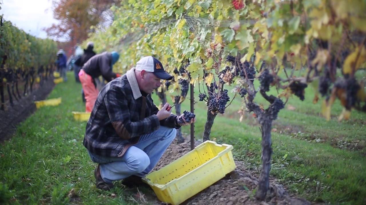 Trius Red - 25 Years of Iconic Wine
