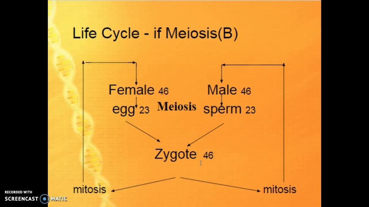 Meiosis Notes