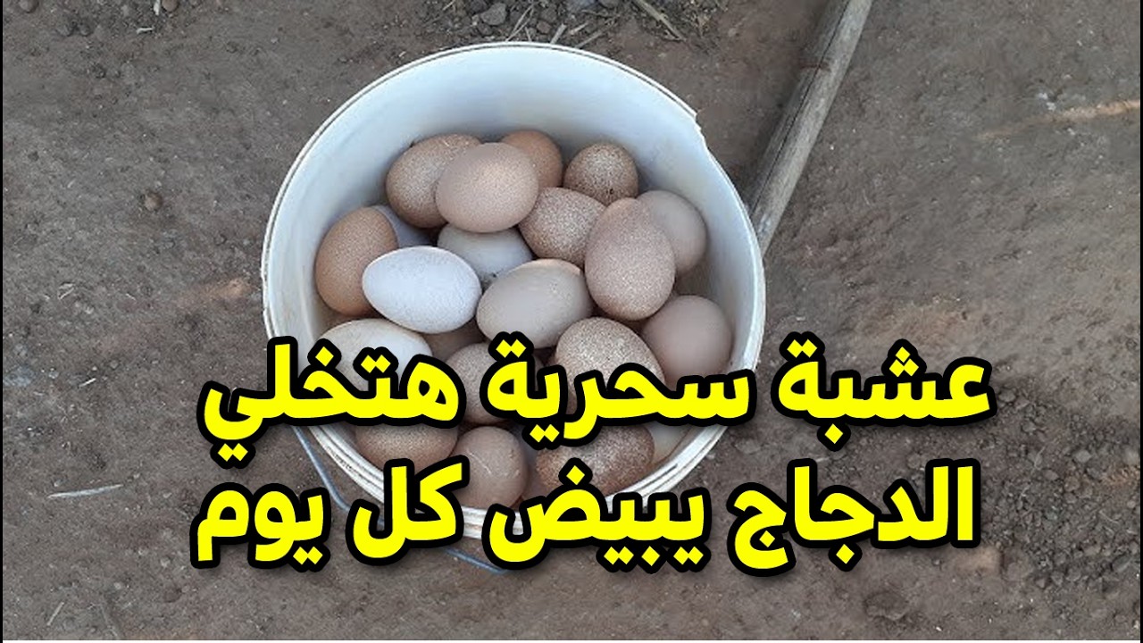 لو فراخك قاطعة بيض في الربيع يبقى الفيديو ده منقذك! 🛑 حل سحري من العشبة اللي الكل يعرفها وبيسنحدمها