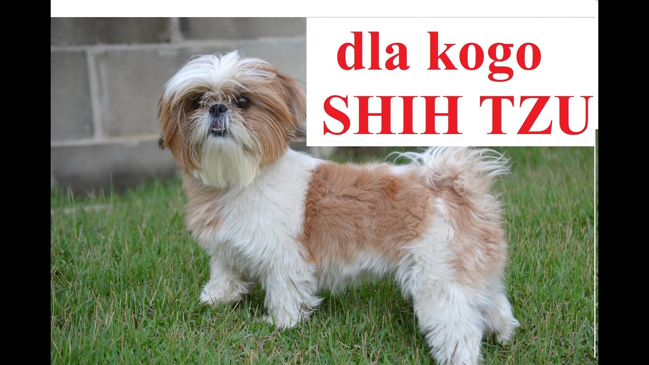 dla kogo SHIH TZU?