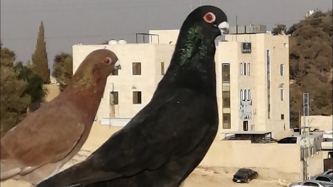 طلعنا الزاجل يتوعا  وجبنا طير جديد 👌♥️