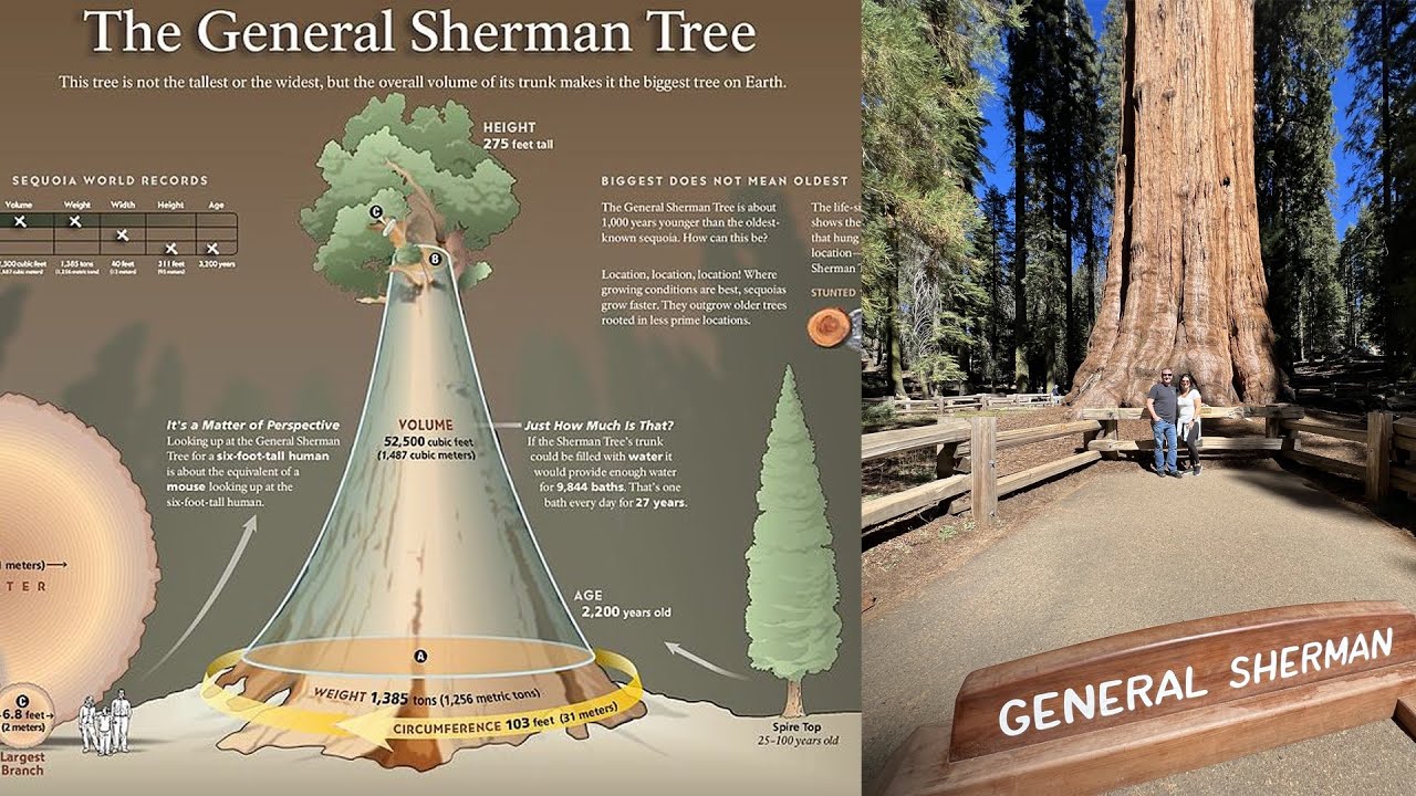World's LARGEST Tree 