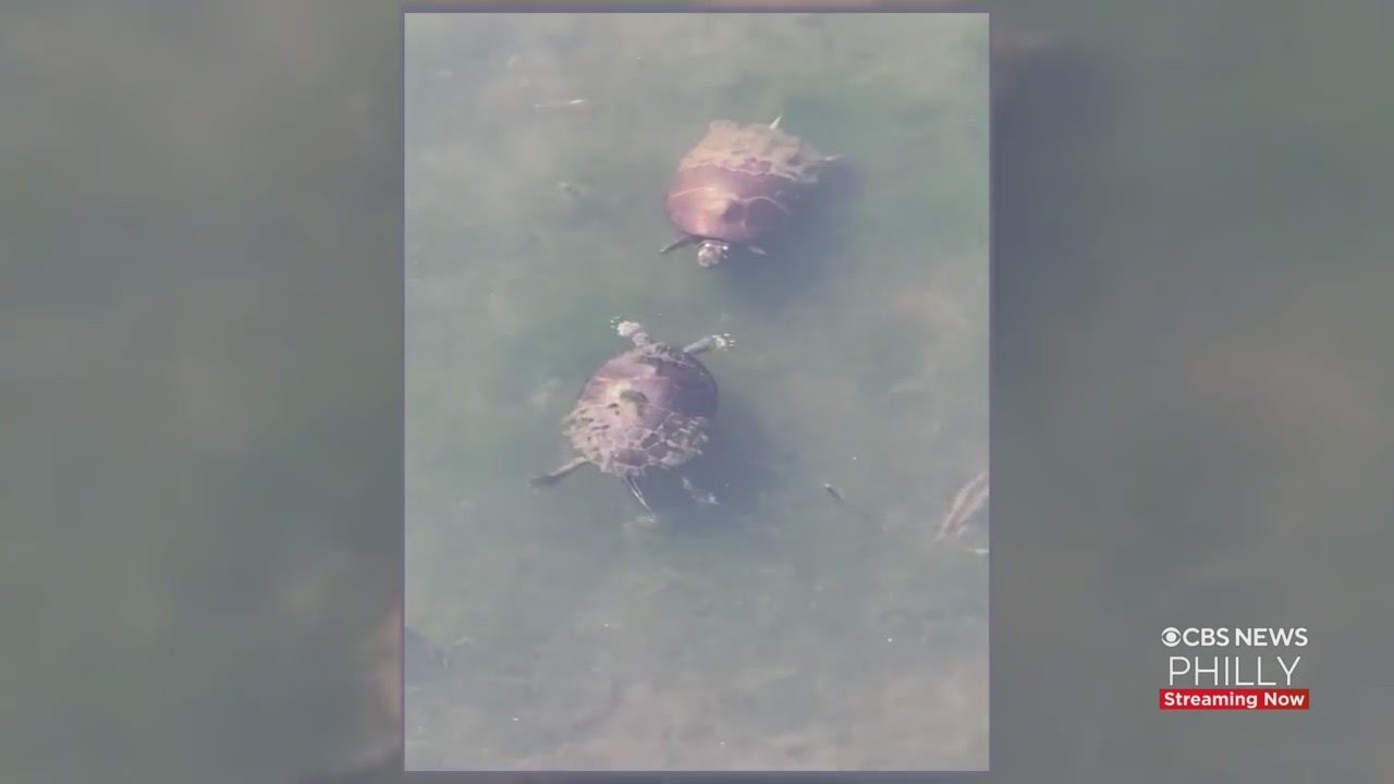 Local Comedian Takes Viral Video Of Turtles Doing Courtship Ritual At Heinz Wildlife Refuge