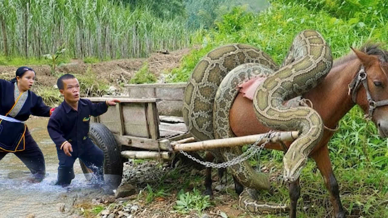 Giant Python Strikes Dwarf Family’s Horse During Sugarcane Harvest – Shocking Attack!