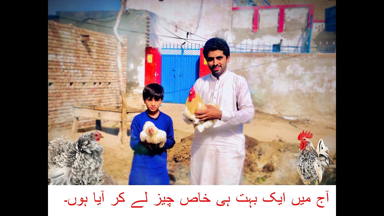 Boht he pyari Cheez A gai Mini Zoo Ma/MalikSquad