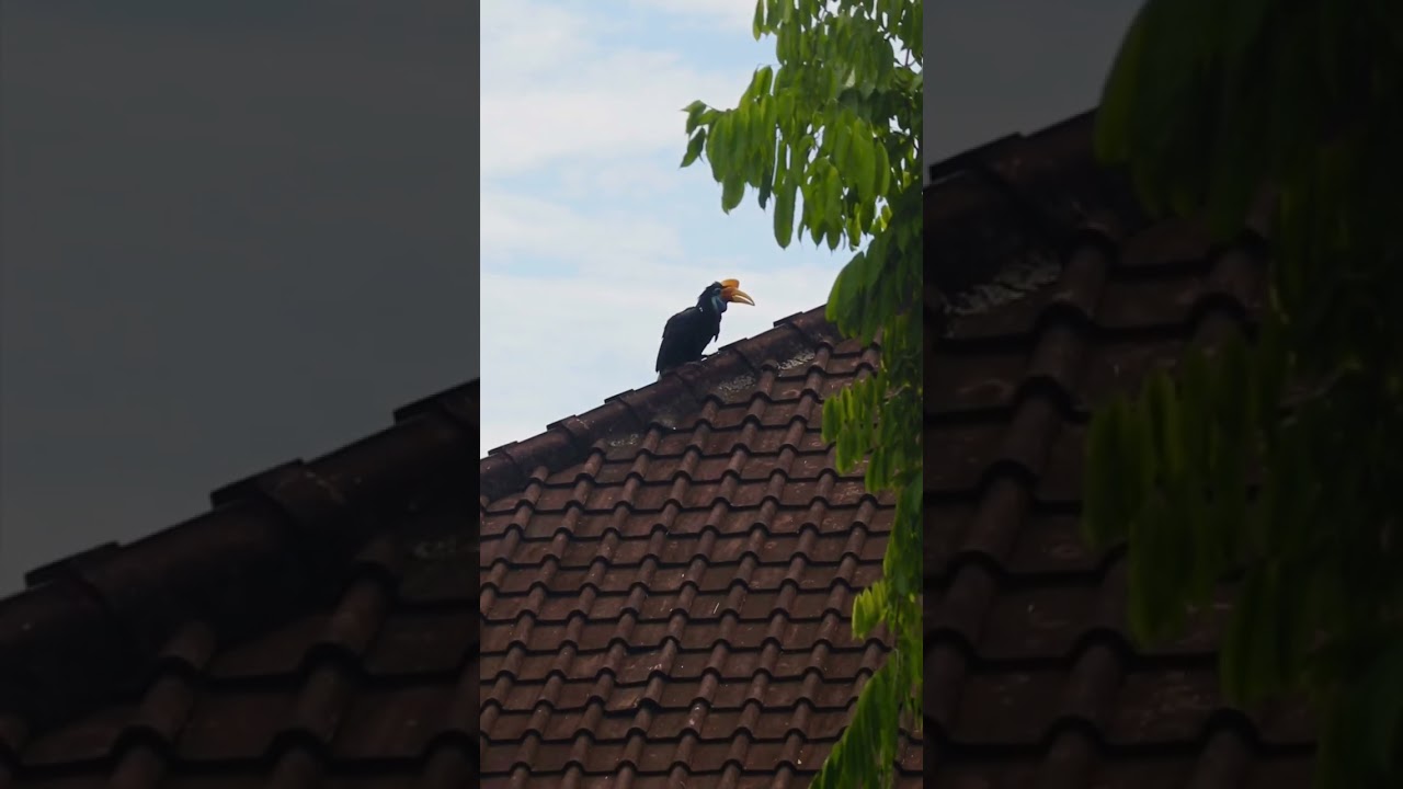it's not always easy to train our hornbills 😭 #balibirdpark #hornbill #funny