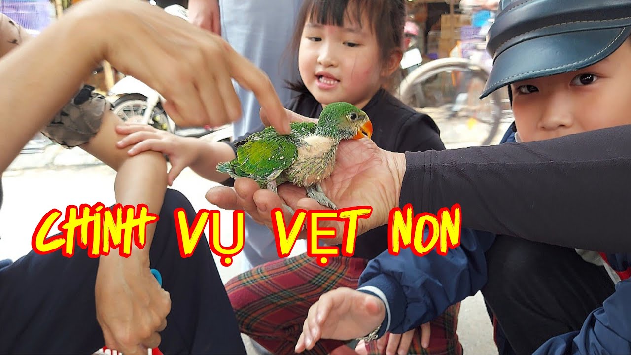 Những ch&uacute; vẹt ngực hồng non ở chợ chim Ho&agrave;ng Hoa Th&aacute;m.