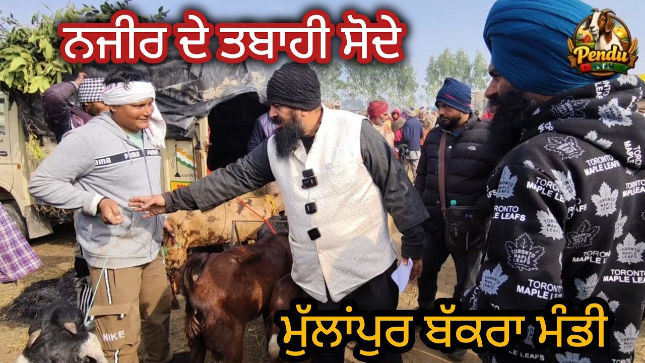 ਨਜ਼ੀਰ ਦੇ ਤਬਾਹੀ ਸੌਦੇ Mullanpur Bakra Mandi #rajudirba #goatfarming #najir #farming #dairyfarm #goat 