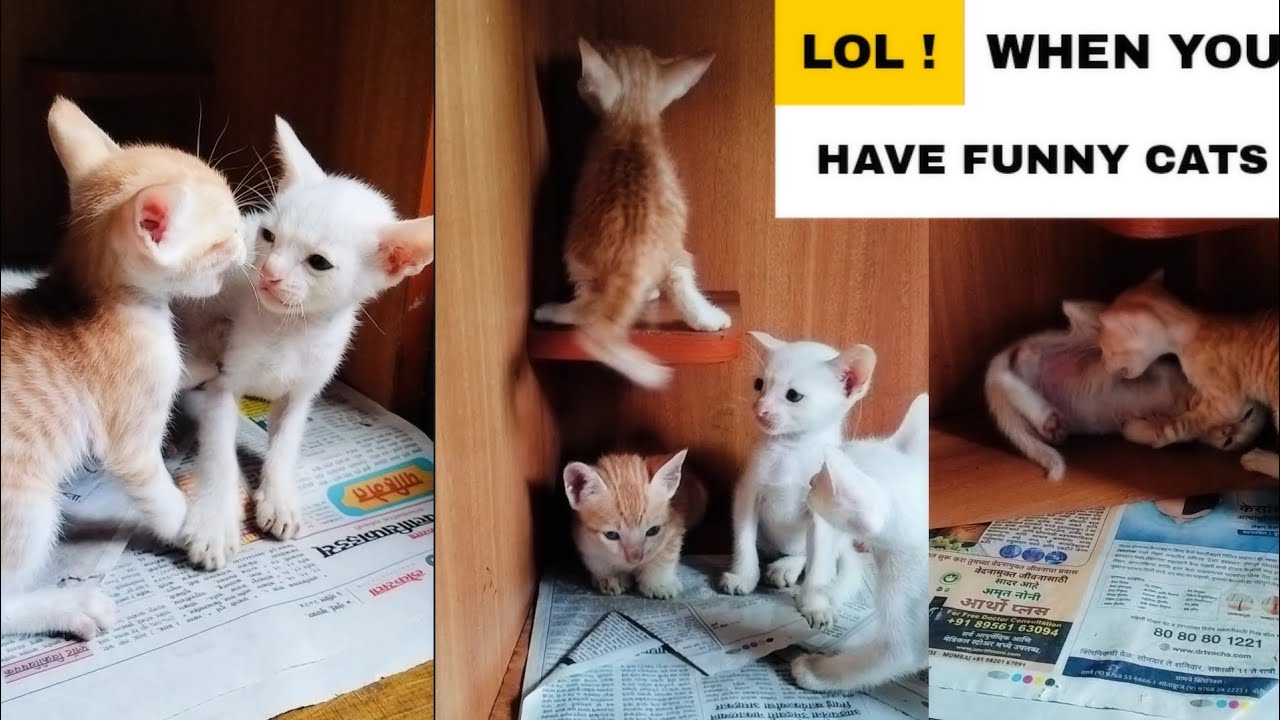 Cat videos | cats funny videos | kittens meowing | 