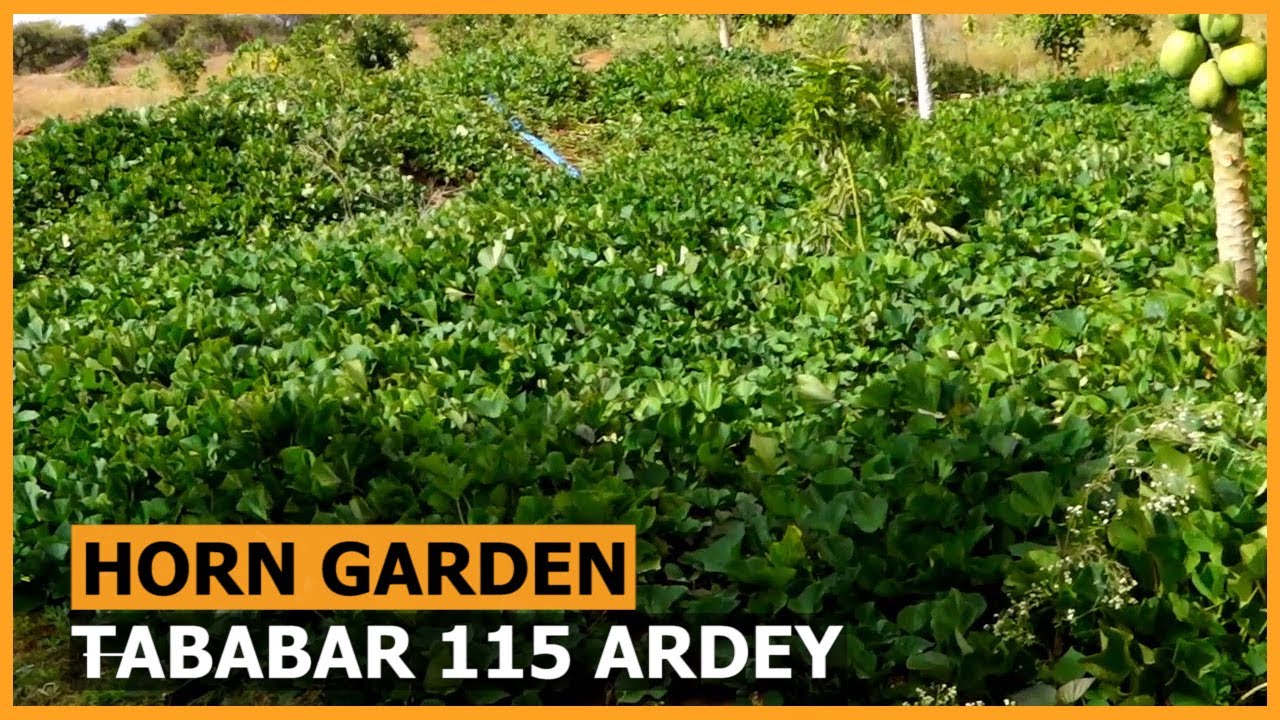 115 Arday Oo Loosoo Xidhay Tababar Ku Saabsan Horumarinta Beeraha