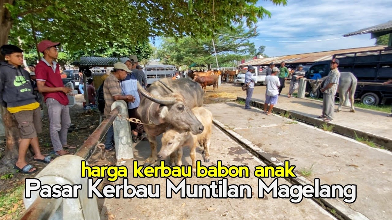 Pasaran Harga Kerbau Indukan Babon Bawa Gudel Anakan, Pasar Kerbau Muntilan Magelang Terbaru 2025 