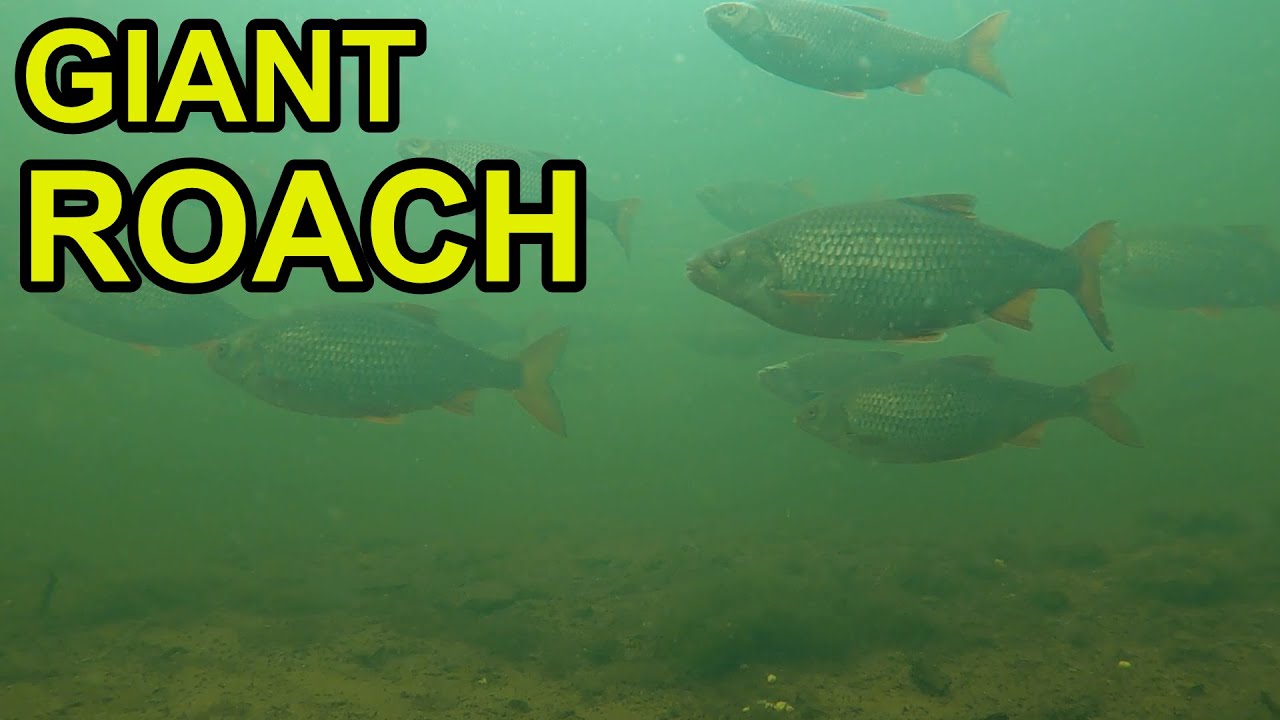 Shoal of Massive Roach