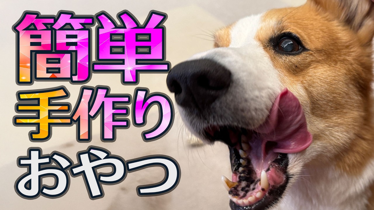 【犬の手作りおやつ】お芋のおやつを作ってみました❣️わが家のかわいいちゃんたちの反応は⁉️【コーギー】