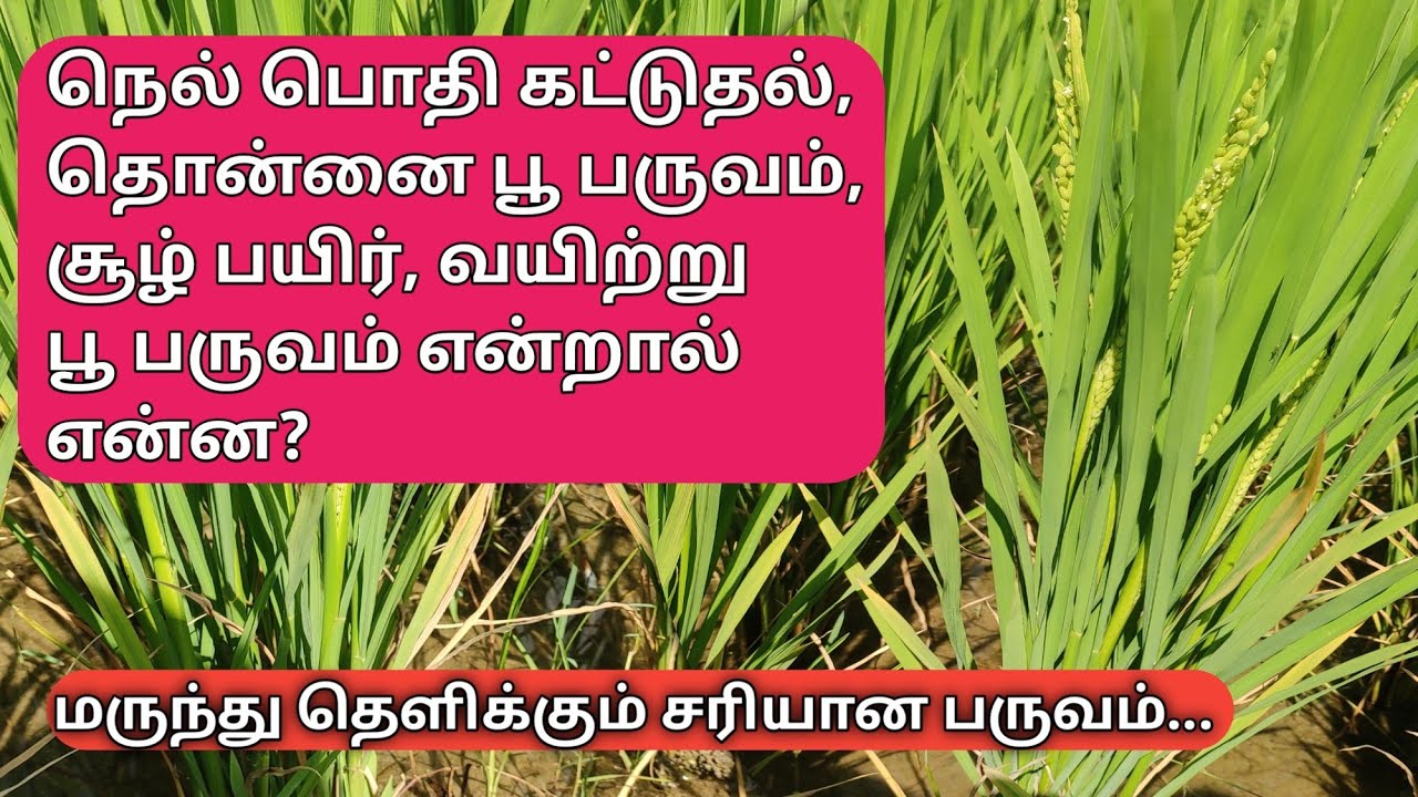 நெல் பூ பருவத்தில் மருந்து தெளிக்கும் சரியான பருவம் | Paddy budding stage CR 1009 sub-1