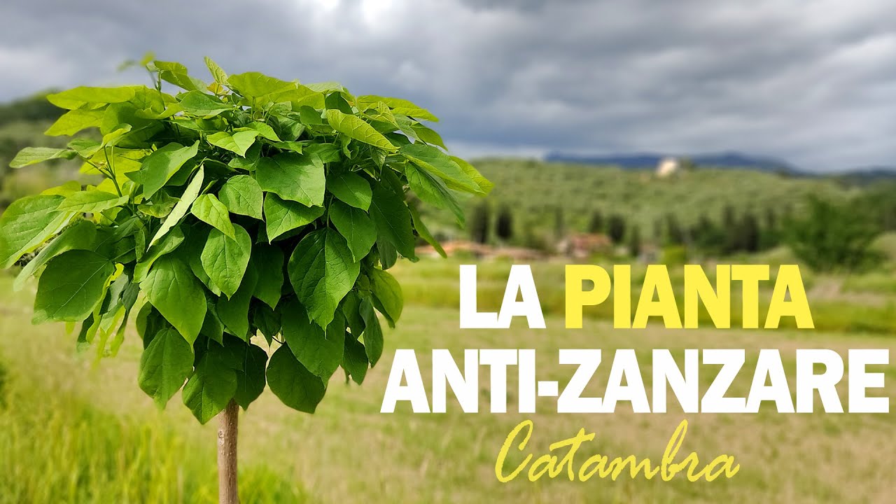LA PIANTA ANTI-ZANZARE