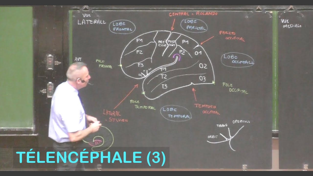 Anatomie des lobes, sillons, et gyrus c&eacute;r&eacute;braux (T&eacute;lenc&eacute;phale 3 - Neuroanatomie 10)