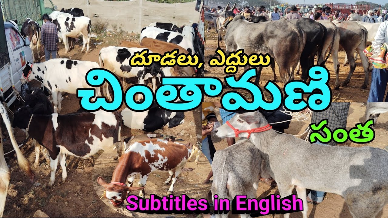 Chintamanii Calfs,Bulls Market | దూడలు, ఎద్దుల సంత | Mohan Crazy Vlogs