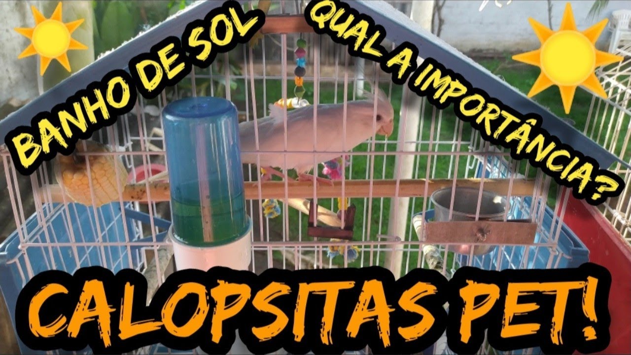 CALOPSITAS PET A IMPORT&Acirc;NCIA DO BANHO DE SOL PRA NOSSAS AVES!
